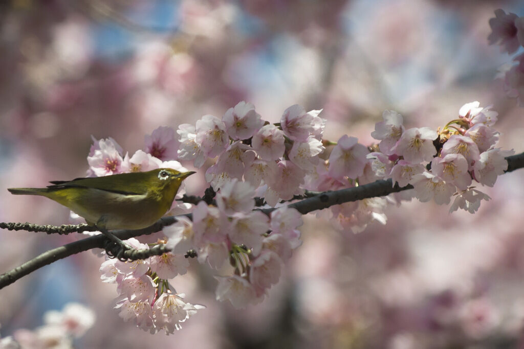 Warbling White-eye