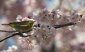 Warbling White-eye