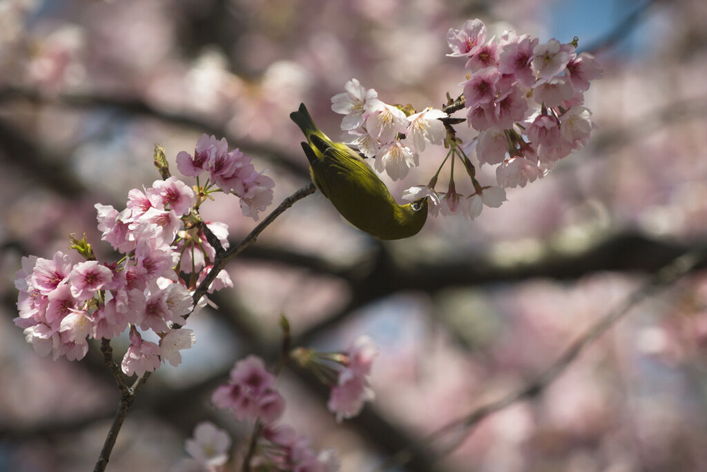 Warbling White-eye