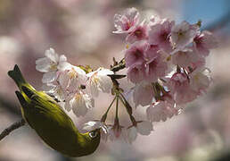 Warbling White-eye