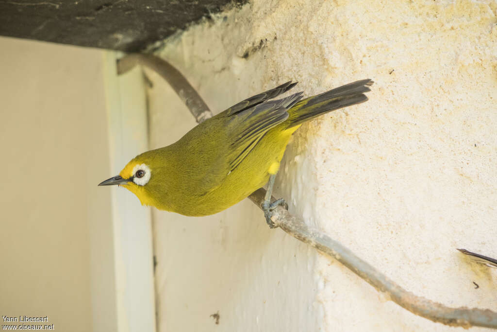 Kikuyu White-eyeadult, identification