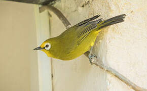 Kikuyu White-eye