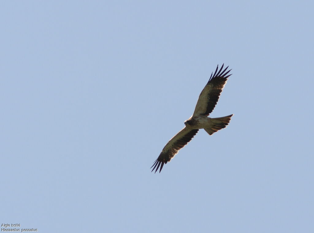 Aigle bottéadulte