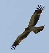 Booted Eagle