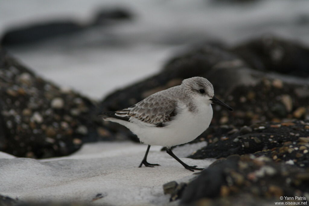 Sanderling