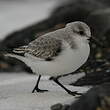 Bécasseau sanderling