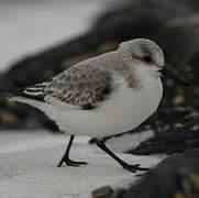 Bécasseau sanderling