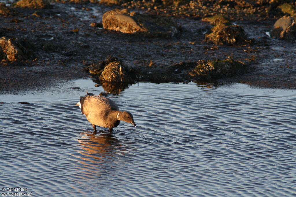 Brant Goose, identification