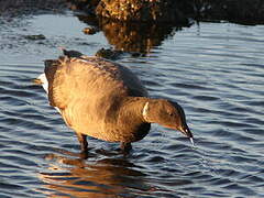 Brant Goose