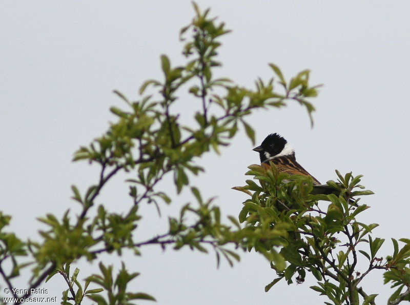 Common Reed Bunting male adult breeding