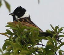 Common Reed Bunting