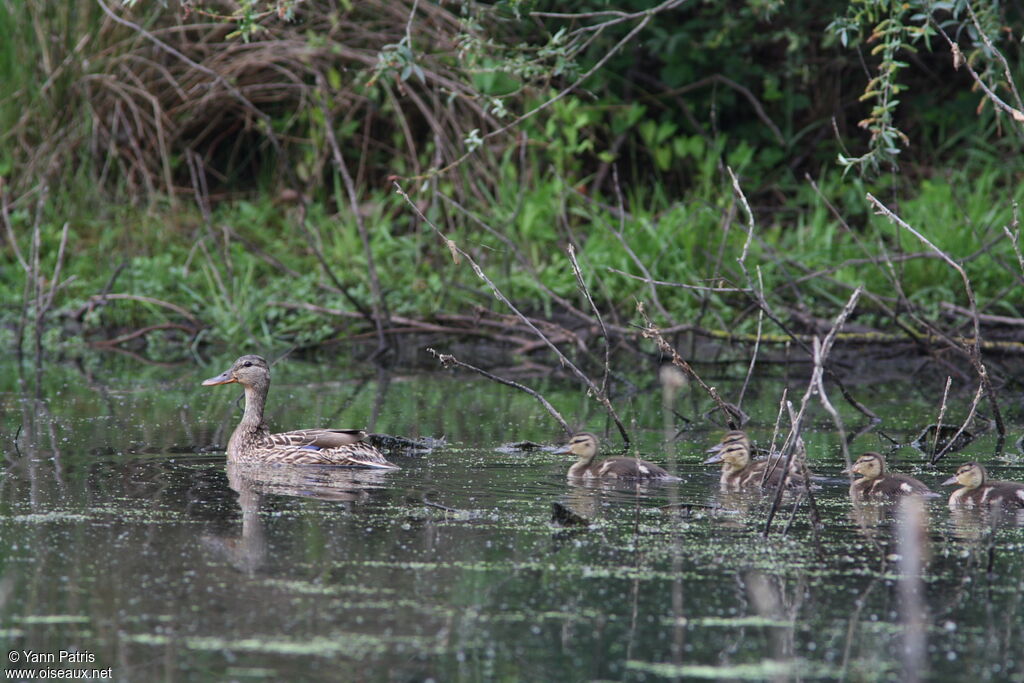 Mallard female adult