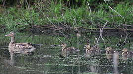 Canard colvert