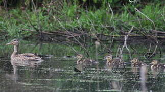 Mallard