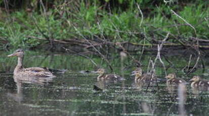 Canard colvert