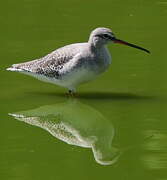 Spotted Redshank