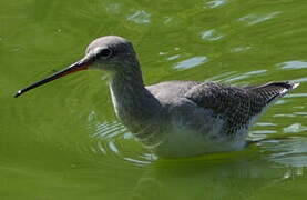 Spotted Redshank