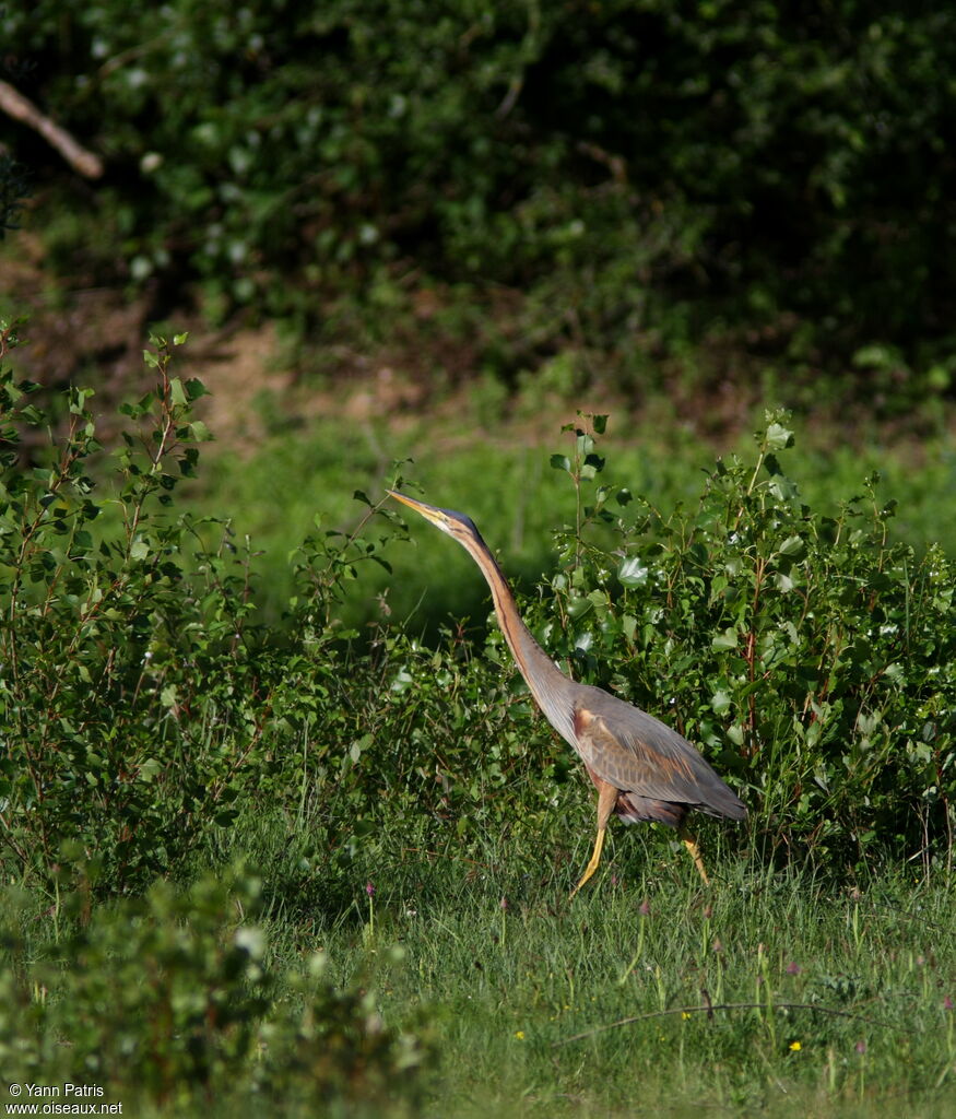 Purple Heronadult