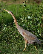 Purple Heron