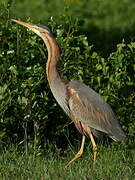 Purple Heron