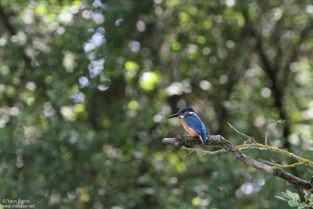 Common Kingfisher