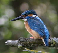 Common Kingfisher