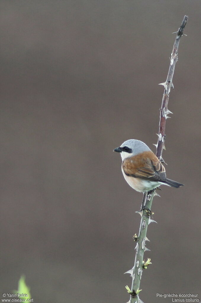 Red-backed Shrike male