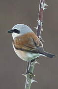 Red-backed Shrike