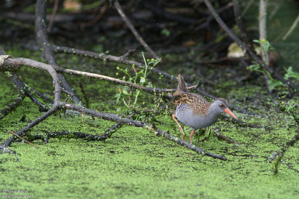 Water Rail