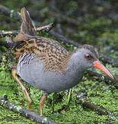 Water Rail