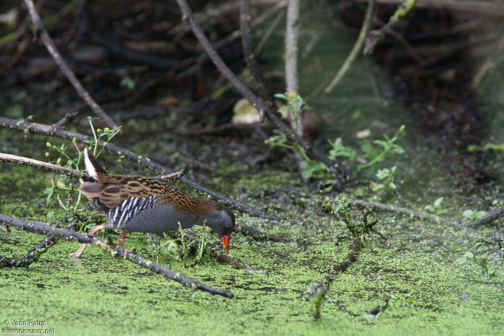 Water Railadult breeding