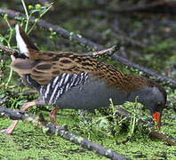 Water Rail