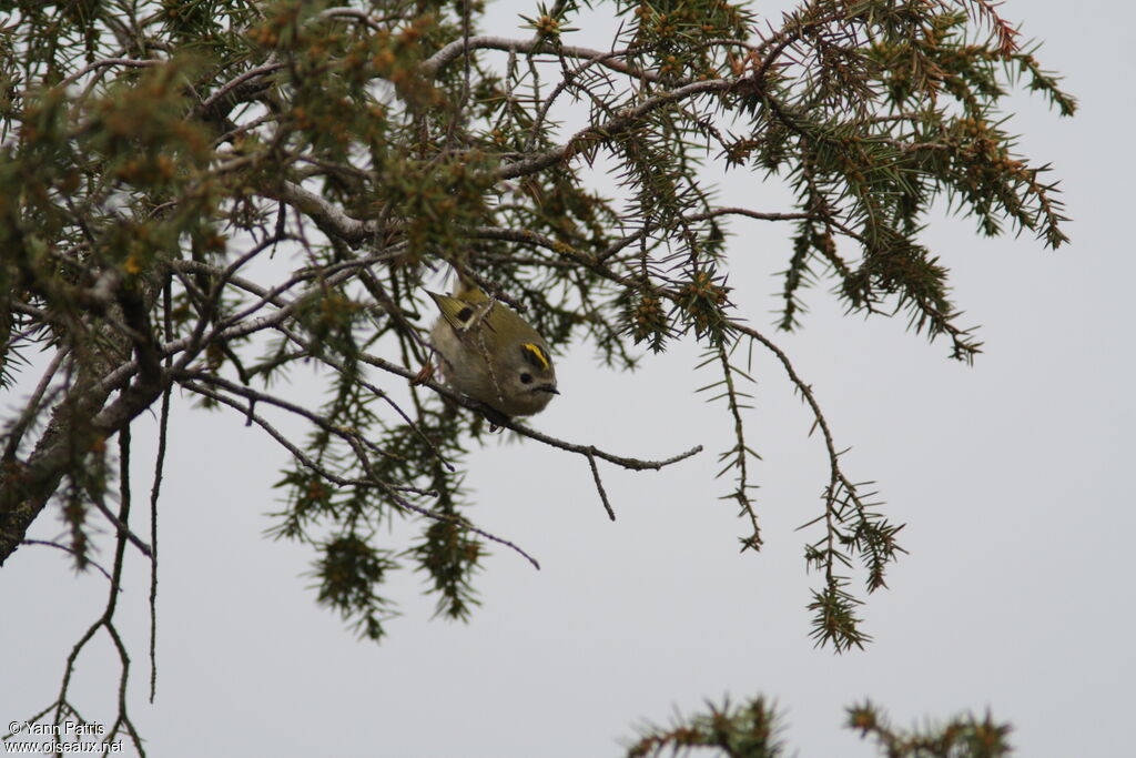 Goldcrest