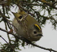 Goldcrest