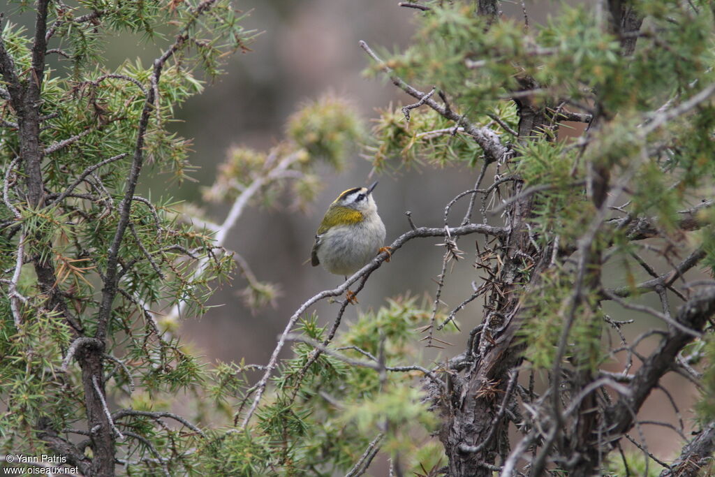 Common Firecrest