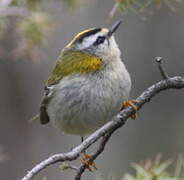 Common Firecrest