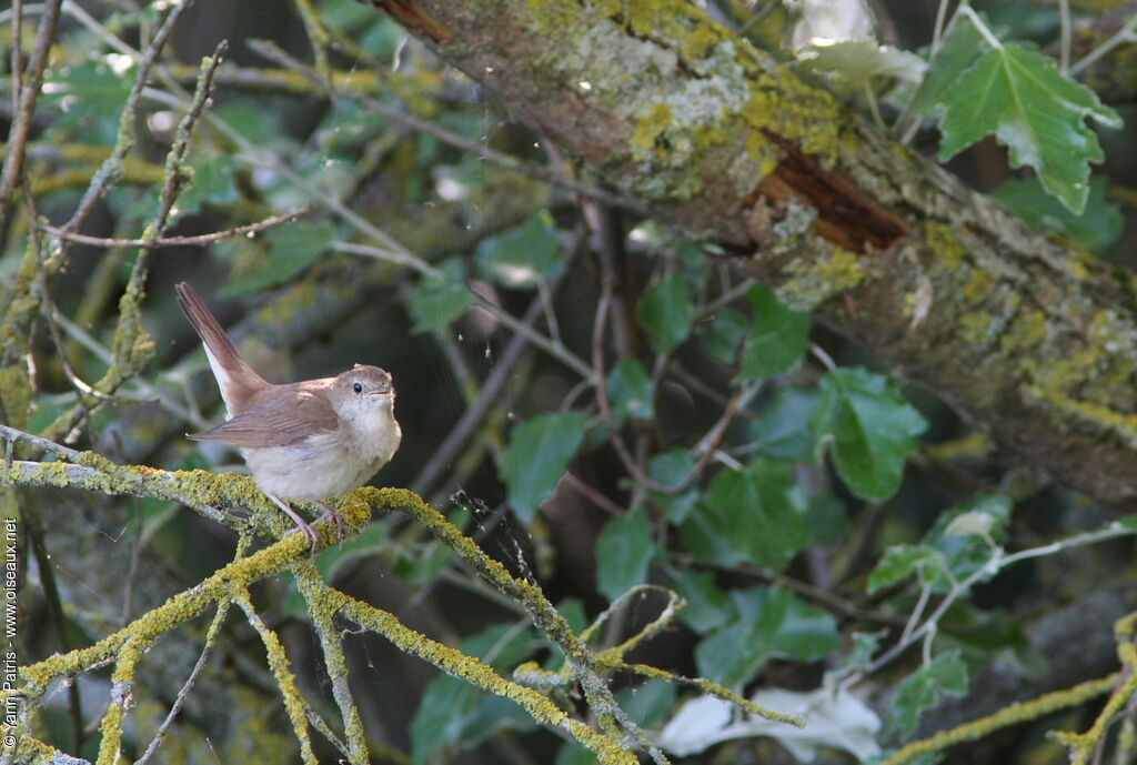 Common Nightingale