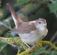 Common Nightingale