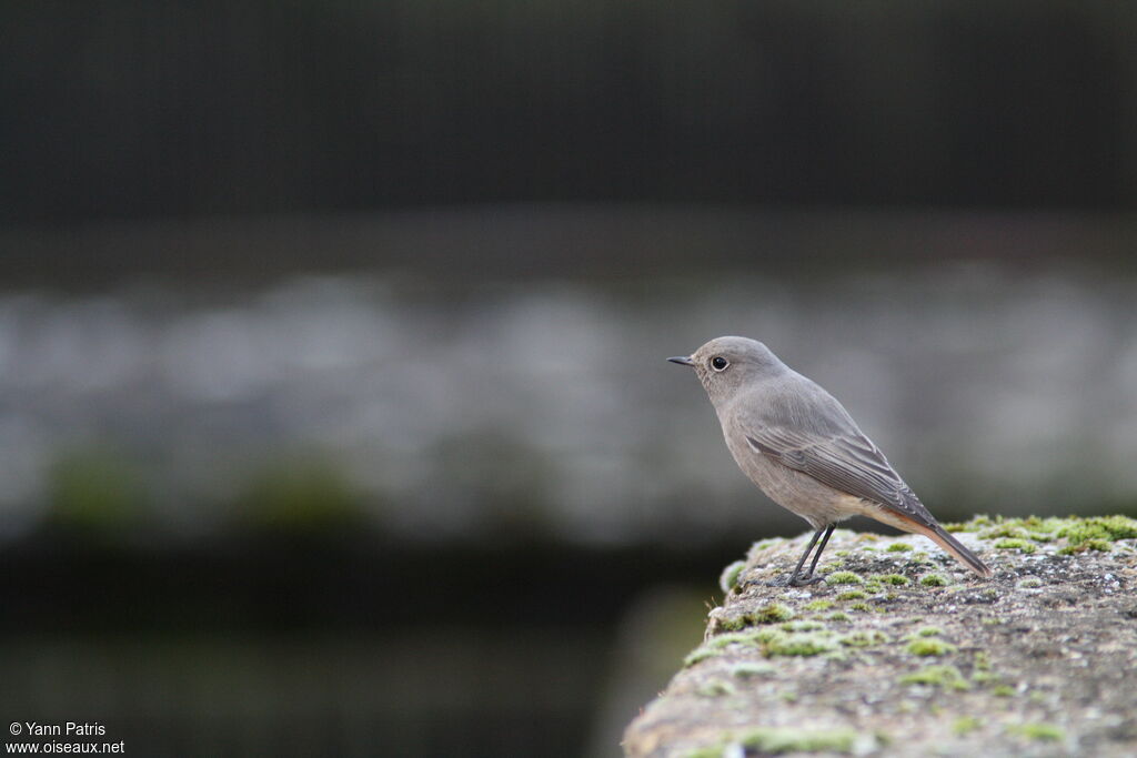 Black Redstart, identification