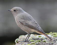 Black Redstart