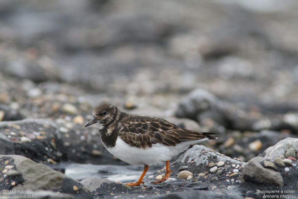 Tournepierre à collier, identification