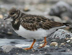 Ruddy Turnstone