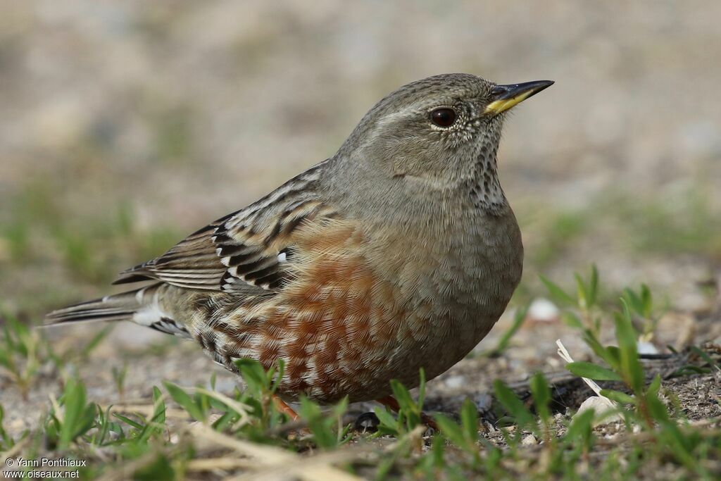 Alpine Accentor