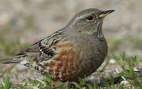 Alpine Accentor