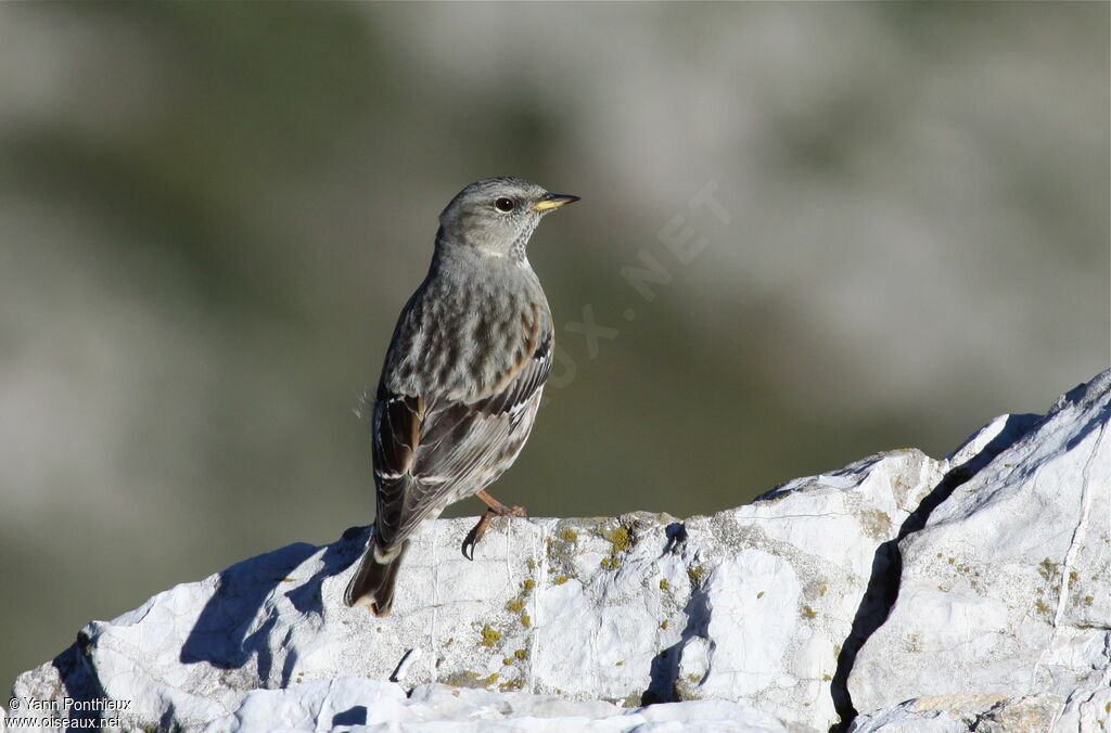 Accenteur alpin