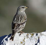 Alpine Accentor