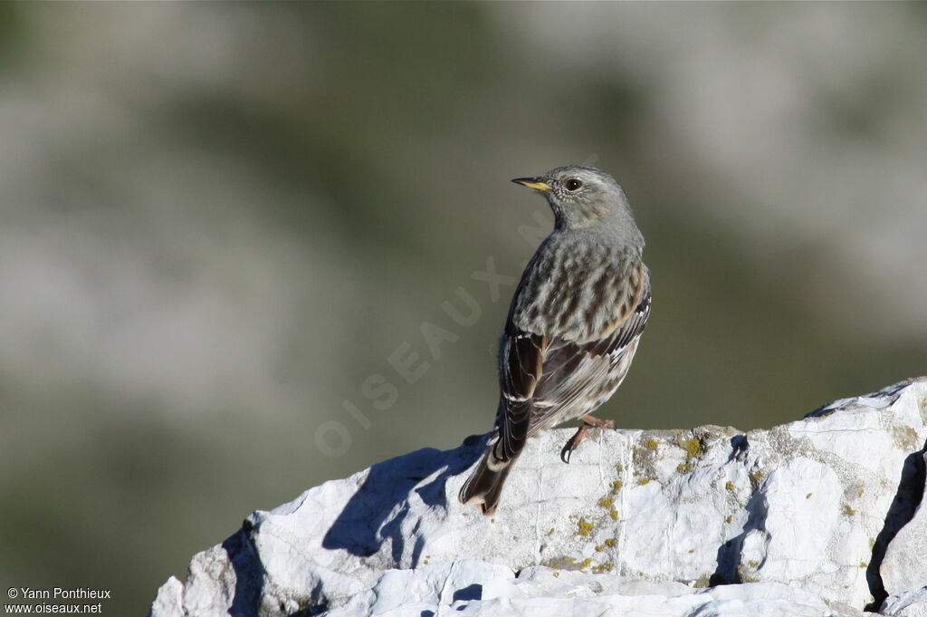 Alpine Accentor