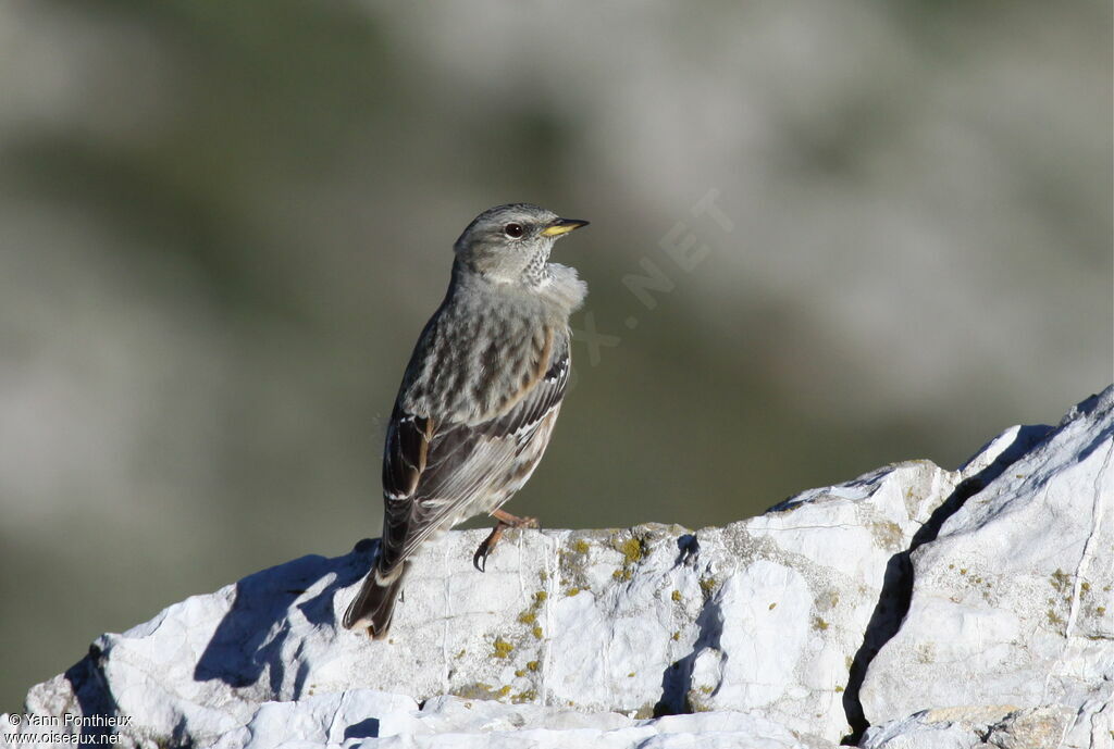 Alpine Accentor