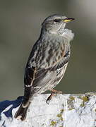 Alpine Accentor