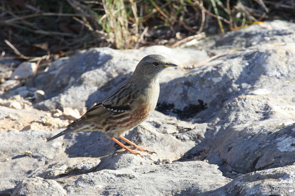 Alpine Accentor